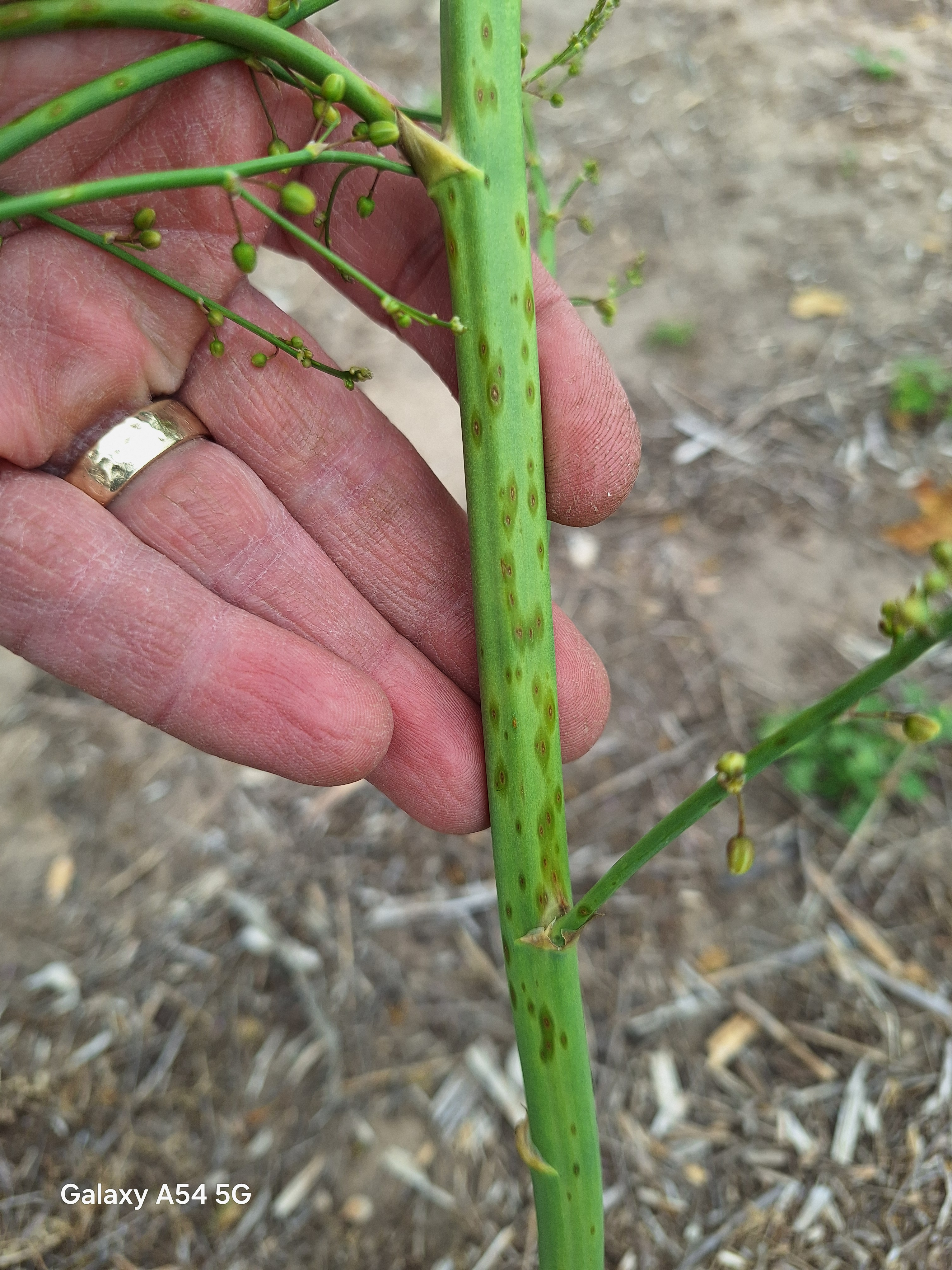 Purple spot on asparagus.
